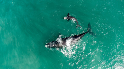 Naklejka premium A whale of a time - 27