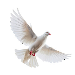 White pigeon flying isolated on white or transparent background