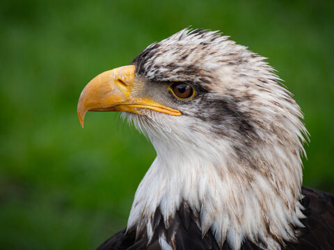 Strong bald eagle, head close-up for a portrait with its head, eye, beak, white crown with a blur background. Image. Picture. Portrait
