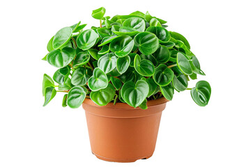 Peperomia Obtusifolia Plant in a Pot Isolated on Transparent Background