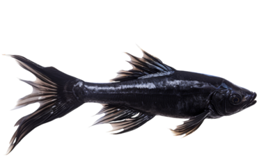 A majestic black fish with sleek, long fins gracefully glides through the water