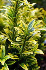 Closeup of the foliage (leaves) of variegated boxleaf euonymus ( Euonymus japonicus 'Microphyllus Aureovariegatus')