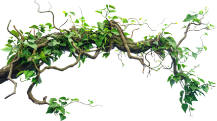 Twisted jungle vines tropical rainforest liana pla isolated on white or transparent background