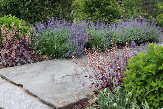 A stone garden path edged with perennials, including heuchera (coral bells) and 'Walker's Low' catmint (Nepeta 'Walker's Low')