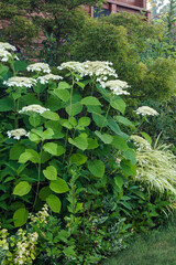 Fototapeta premium Smooth or wild hydrangea (Hydrangea arborescens) with lacecap-form flower heads in bloom in a shade garden border