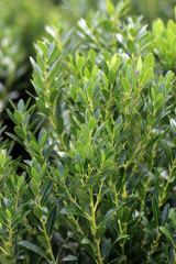 The evergreen foliage of 'Shamrock' inkberry (Ilex glabra 'Shamrock')