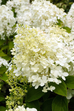 The greenish white flowerheads of 'Limelight' panicle hydrangea (Hydrangea paniculata 'Limelight')