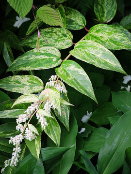 Closeup of the variegated leaves (foliage) and flowers of 'Rainbow' drooping leucothoe (Leucothoe 'Rainbow', also known as 'Girard's Rainbow').