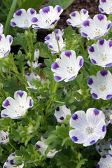 The California native annual wildflower known as fivespot or five-spot (Nemophila maculata) in flower