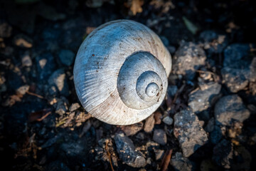 snail shell