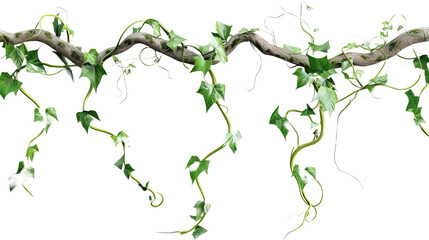 Twisted jungle vines tropical rainforest liana pla isolated on white or transparent background - obrazy, fototapety, plakaty