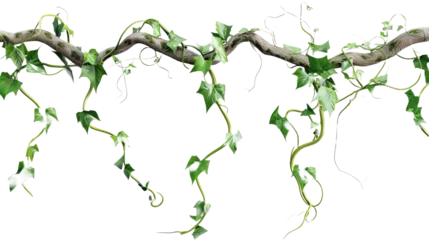 Foto op Canvas Twisted jungle vines tropical rainforest liana pla isolated on white or transparent background © Nazmus