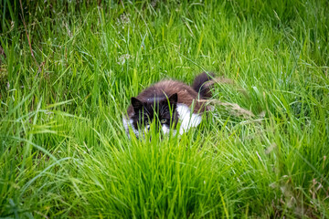 Cat in the grass