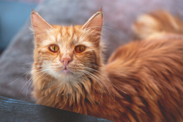 A beautiful alley cat is sitting on a couch in the cafe, close up, macro photography