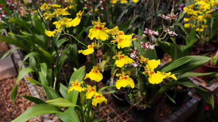 Orchids