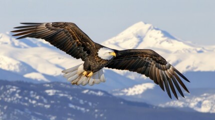 Fototapeta premium a bald eagle flying in front of a mountain range with snow capped mountains in the background in the foreground.