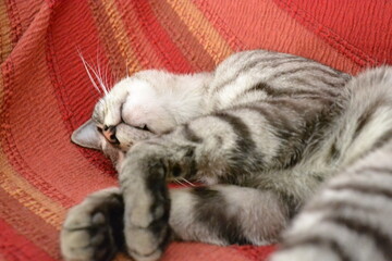 Cat, Gatto, Felino,
