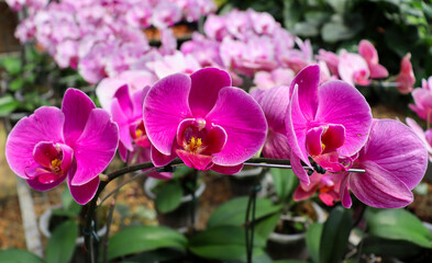 Orchids