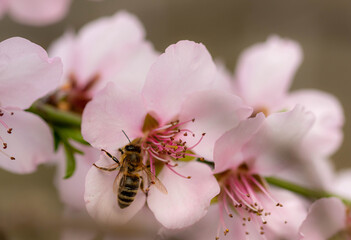 Bee on almond blossoms on a branch in spring with blurred background