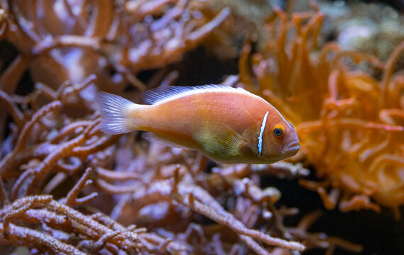 Common anemonefish (Amphiprion perideraion)