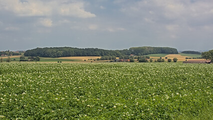 Flemish landscape with farmland and hills with forest. 