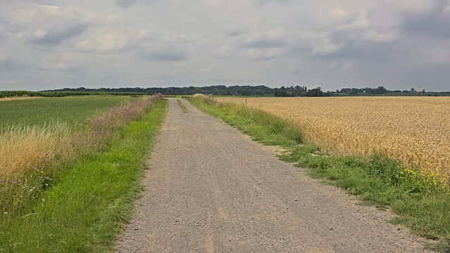 Dirt road along agricultural  fields with hills and forests in the background on a cloudy summer day in Kooigem, Courtrai, Flanders, Belgium 