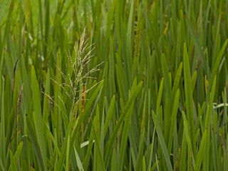  Flowering great manna grass - Glyceria maxima.