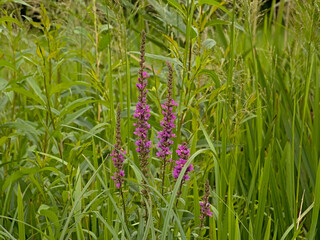 copyright: kristof lauwersPurple loosestrife flowers and green reed ain the marsh - Lythrum