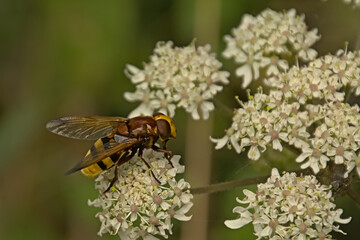 Hornet mimic hoverfly on a white flower, selective focus with white bokeh background- Volucella zonaria