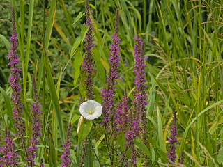 Purple loosestrife flowers and green reed ain the marsh - Lythrum