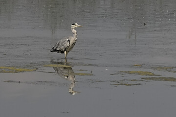 Great blue heron stepping in a lake with reflection in the water in Bourgoyen nature reserve, Ghent, Flanders Belgium - Ardea herodias