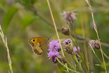 Meadow brown butterfly on a purple millkthistle flower, selective focus - Maniola jurtina 