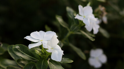 Close up of flowers growing on plant