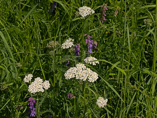White sneezewort and purple vetch wildflowers in a green field, - Achillea ptarmica / - Vicia villosa 