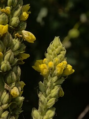  Detail of a great mullein plant with yellow flowers, selective focus with dark bokeh background - Verbascum thapsus 