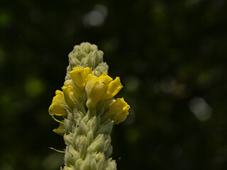  Detail of a great mullein plant with yellow flowers, selective focus with dark bokeh background - Verbascum thapsus 