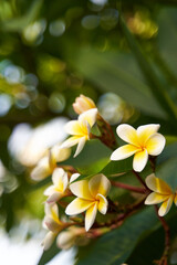The frangipani flower blooms in a bunch on a tree. The beautiful white and yellow flowers of plumeria grow in Asia.