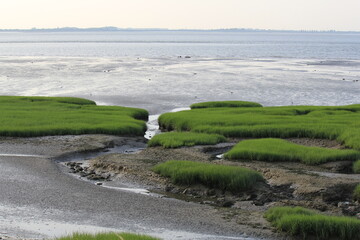 a beautiful natural seascape of the dutch coast of a salt marsh with green grass and mud in front of the westerschelde sea