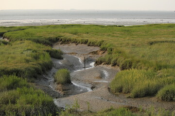 Fototapeta na wymiar a typical dutch coast landscape in zeeland of a channel with mud in the salt marsh with grass of the westerschelde sea