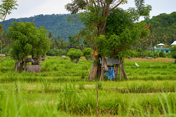 An old rickety straw hut of field workers stands in a rice paddy on the island of Bali. Panorama of...