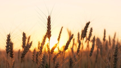 Golden dry wheat field stems with grains silhouette at bright sun sunset sunrise dusk sky horizon...
