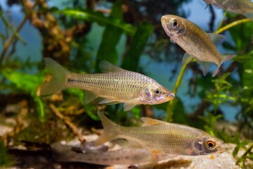 stone moroko, invasive freshwater dwarf fish from East Asia, common roach highly adaptable and...