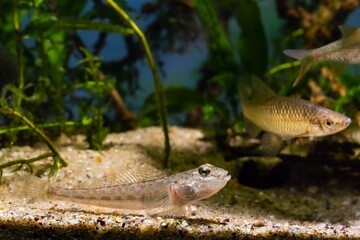 wild caught monkey goby fish rest on sand bottom, Southern Bug River brackish biotope aquarium, highly adaptable domesticated invasive pet species, LED light design, aquatic pondweed plant background