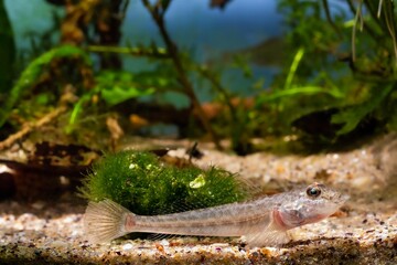 wild caught monkey goby fish on sand bottom, Southern Buh river brackish biotope aquarium, highly adaptable invasive species, cladophora algae, LED light design, aquatic pondweed plant background