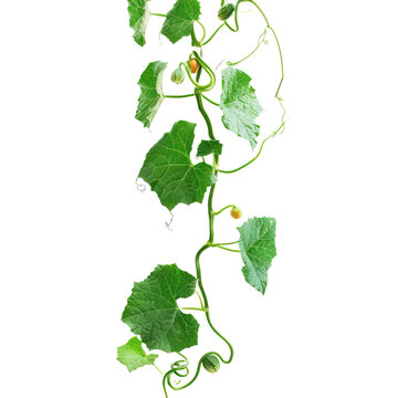 Pumpkin leaves vine plant stem and tendrils isolated on white or transparent background