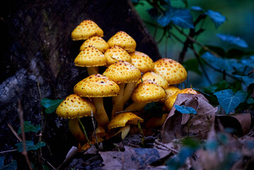 Cluster of Golden pholiota ( Pholiota aurivella ). Mushrooms grow on a dead tree