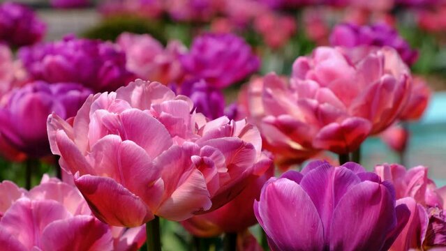 Pink tulips in spring