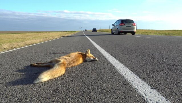 A fox is lying on the highway. An incident on the roadway. A car hit a wild animal. Protection of wild animals. No barriers along the forest and road.