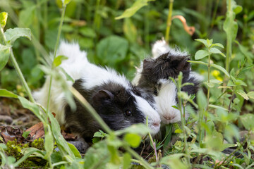 guinea pigs 