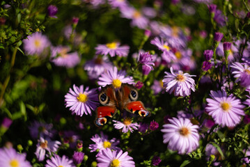 Motyl na kwiatach - obrazy, fototapety, plakaty